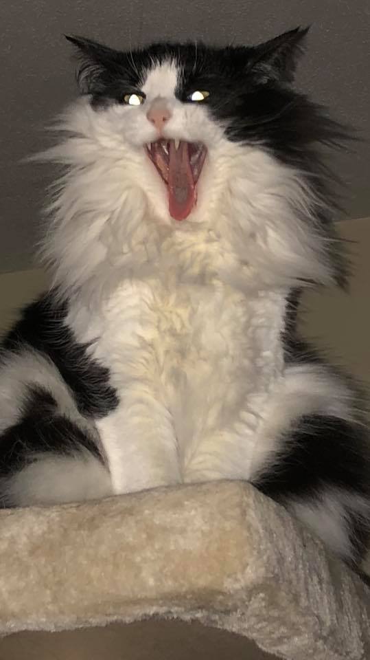 26814557_2036252076659449_2378647108948712473_n